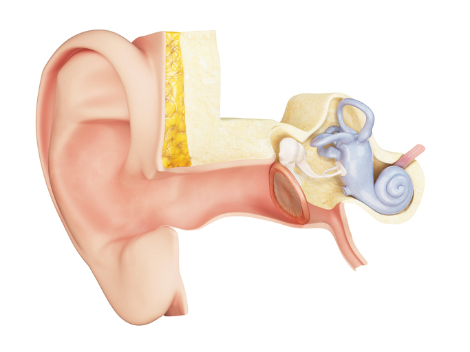 widok anatomiczny ucha środkowego
