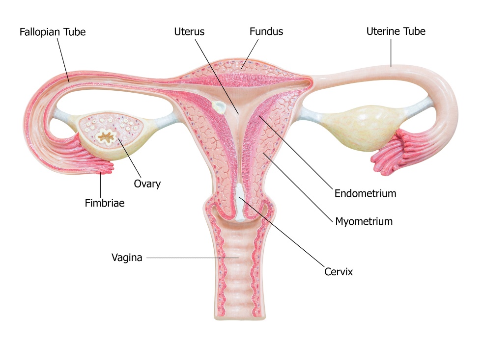 Uterus (macica), Fundus (dno macicy), Uterine tube (jajowód), Endometrium (wyściółka macicy), Myometrium (mięsień macicy), Cervix (szyjka macicy), Vagina (pochwa), Ovary (jajnik), Fallopian Tube (jajowód), Fimbrae (rzęsa). Źródło: Getty Images Skład jajników