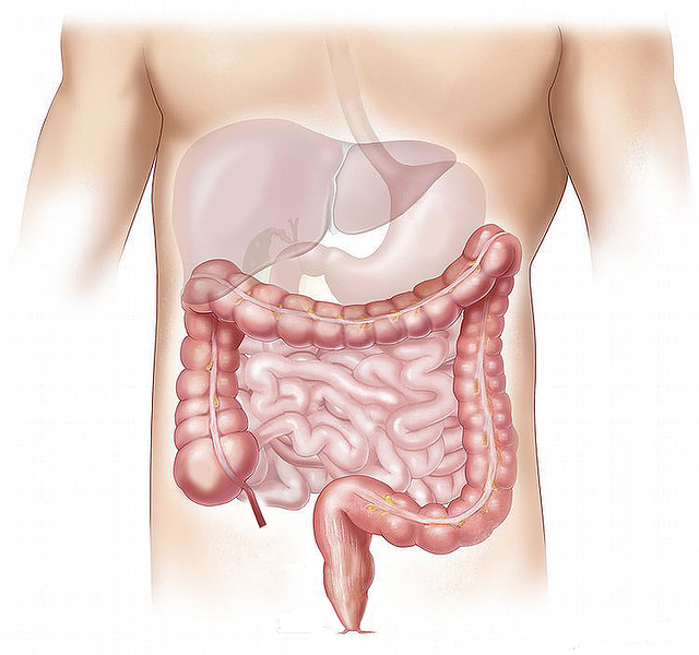 Problemy trawienne i anatomiczny obraz układu trawiennego