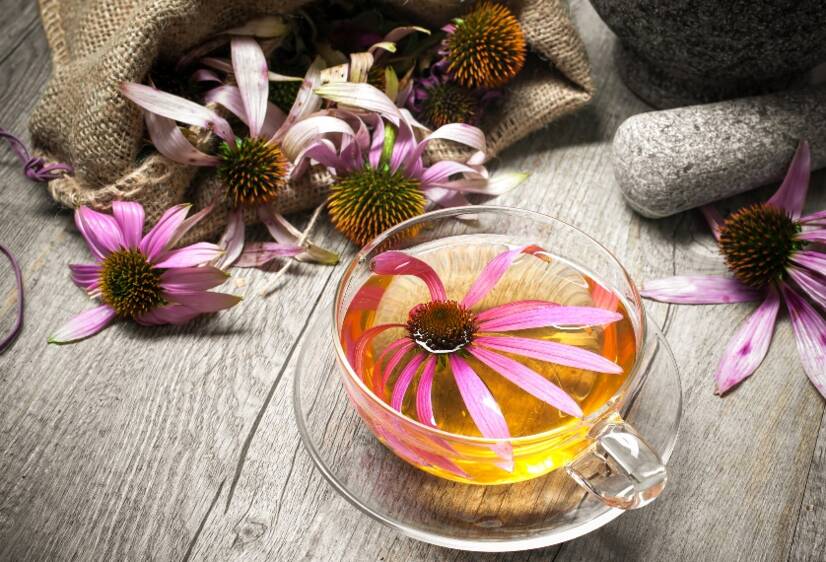 Echinacea i jej wpływ na zdrowie. Naturalne wsparcie odporności? + Wzrost