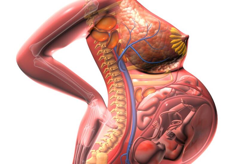 Anatomiczny widok rosnącej macicy i nacisk na otaczające narządy. Źródło: Getty Images