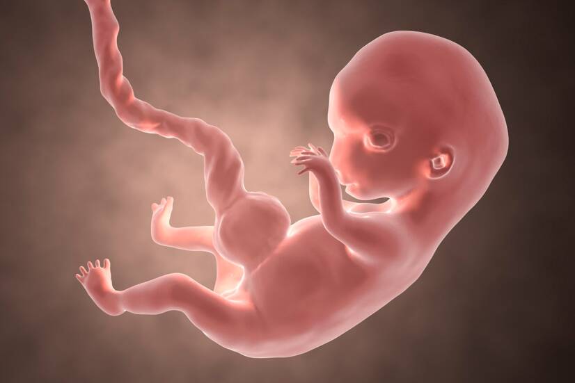 Zarodek w 8 tygodniu ciąży. Zdjęcie źródłowe: Getty Images