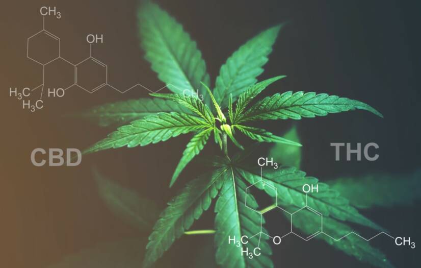 CBD kontra THC: Czy znasz różnicę w efektach i zastosowaniach?