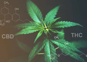 CBD kontra THC: Czy znasz różnicę w efektach i zastosowaniach?