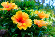 Hibiskus i jego zastosowanie dla zdrowia? Jakie ma działanie i jakie są jego rodzaje?