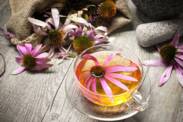 Echinacea i jej wpływ na zdrowie. Naturalne wsparcie odporności? + Wzrost