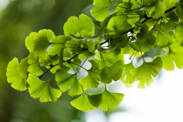 Ginkgo biloba: Jakie są jego pożądane i niepożądane efekty? Czy wspomaga pamięć?