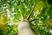 Moringa oleifera: Czy znasz to jadalne drzewo? Jakie są efekty stosowania moringi?