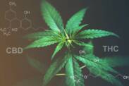 CBD kontra THC: Czy znasz różnicę w efektach i zastosowaniach?